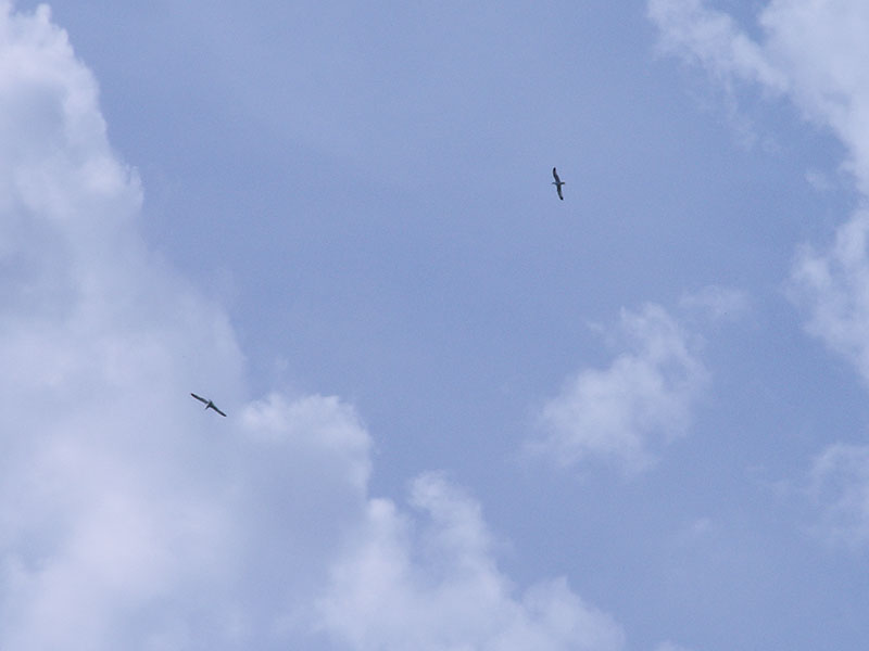 Paartherapie Vögel